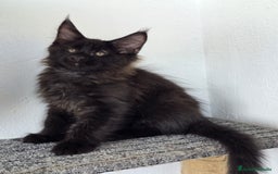 Maine Coon gatos en venta: Maine Coon Macho Negro - Imagen 4
