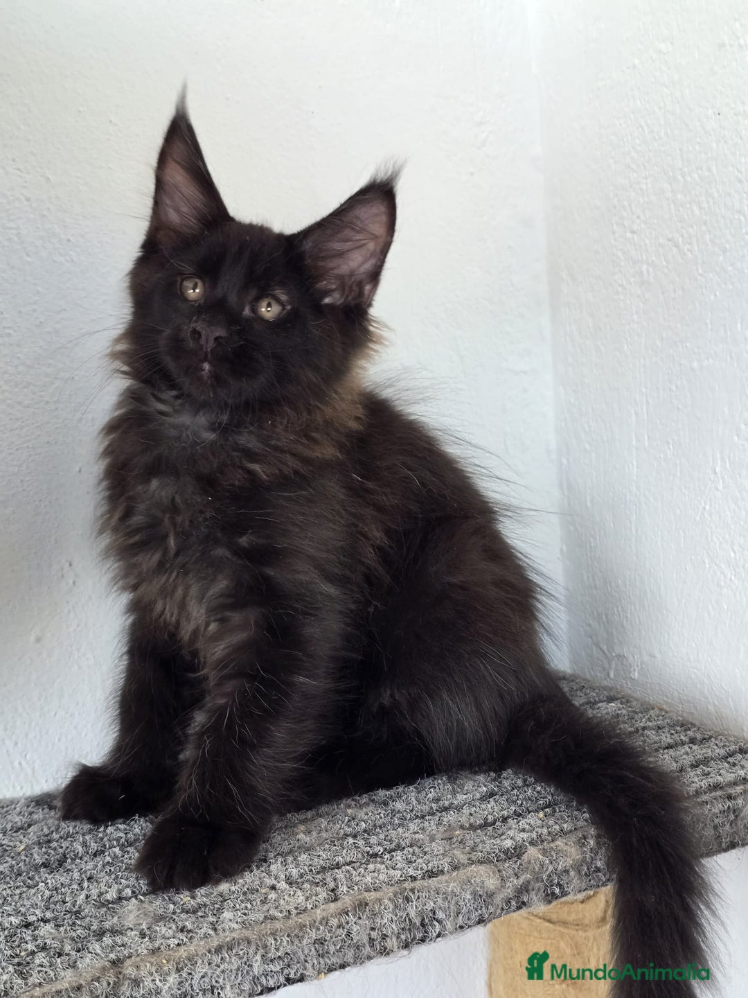 Maine Coon gatos en venta: Maine Coon Macho Negro - Imagen 4