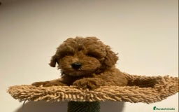 Caniche Enano perros en venta: Preciosos Caniches  - Imagen 3