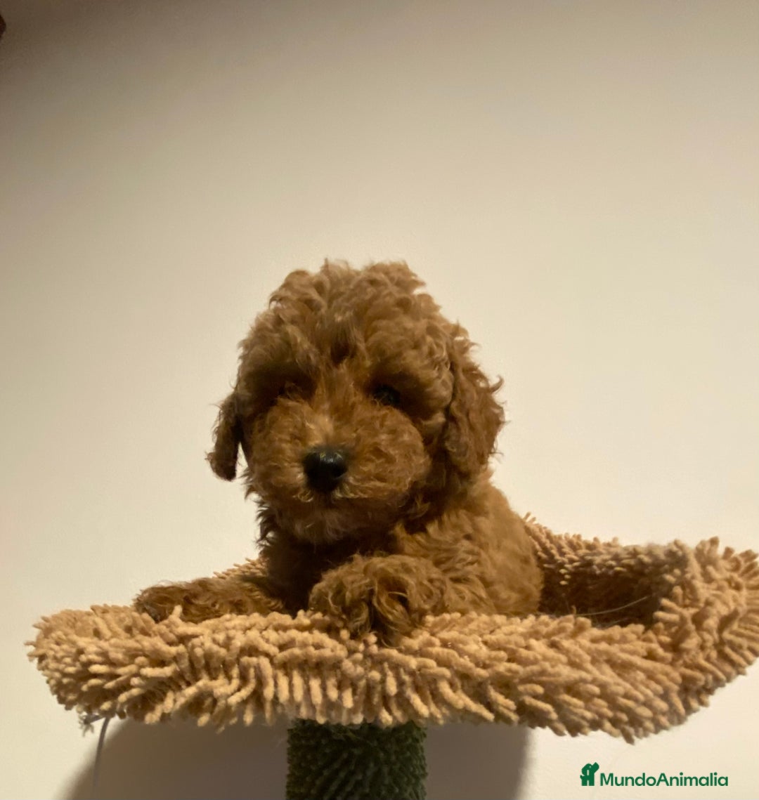 Caniche Enano perros en venta: Preciosos Caniches  - Imagen 3