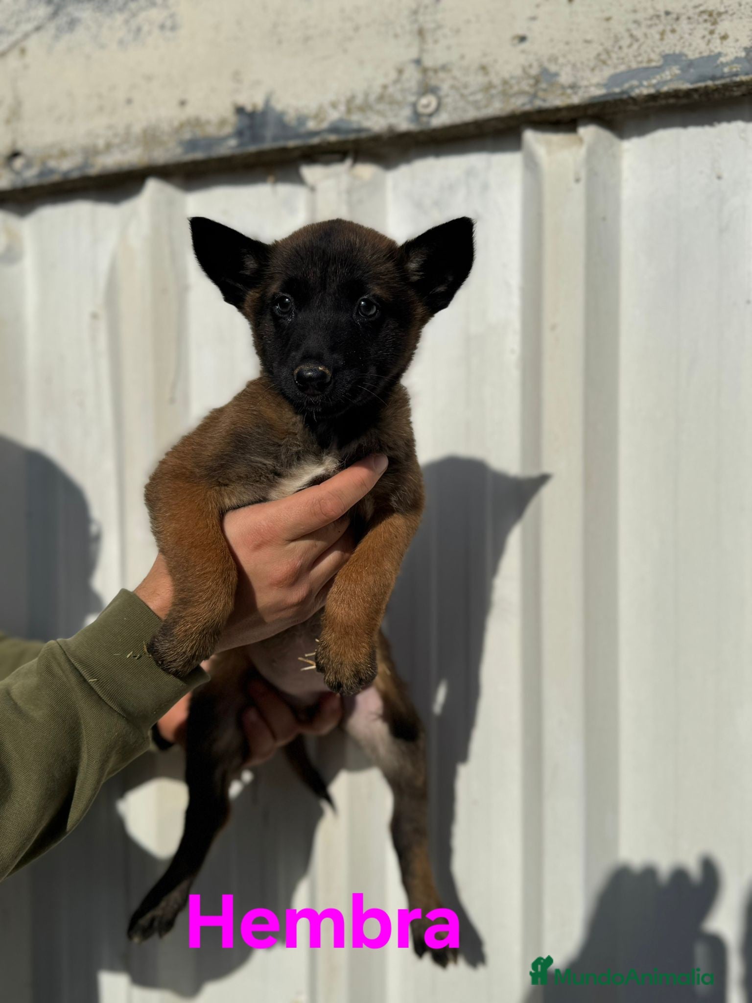 Pastor Belga Malinois perros Cachorros pastor belga malinois - Anuncio 26