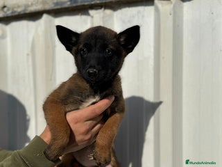 Pastor Belga Malinois perros Cachorros pastor belga malinois - Anuncio 29