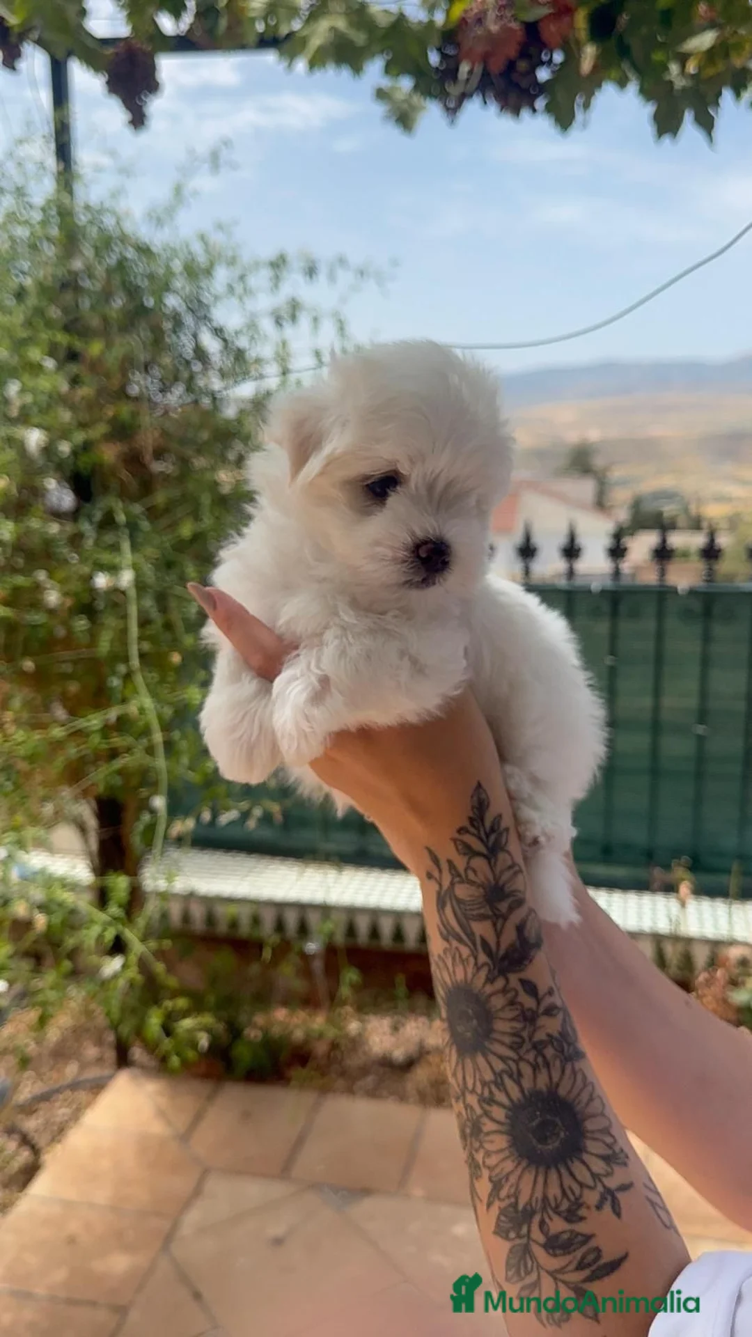Bichón Maltés perros en venta: Bichon Mates linea coreana - Anuncio 2