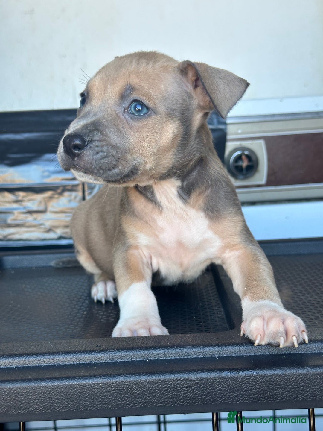 American Staffordshire-Terrier perros en venta: American Stanford, mis pequeños - Imagen 33