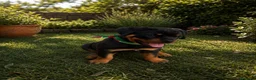 Rottweiler perros en venta: PRECIOSOSOS CACHORRITOS ROTTWEILER - Anuncio 3