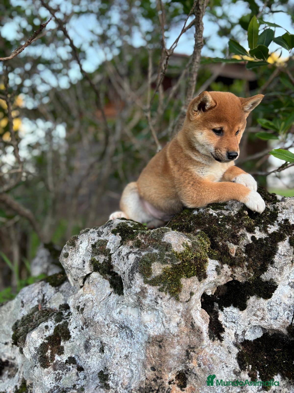 Shiba Inu perros Shiba Inu - Anuncio 2