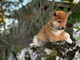 Shiba Inu perros Shiba Inu - Anuncio 2