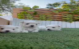 Bichón Maltés perros en venta: BICHÓN MALTÉS  - Imagen 8