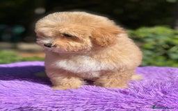 Maltipoo perros en venta: Maltipoo hembra  - Imagen 3