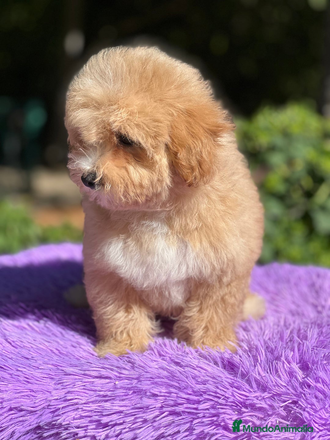 Maltipoo perros en venta: Maltipoo hembra  - Imagen 3