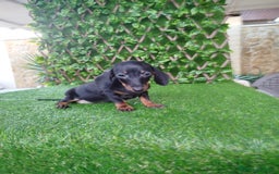 Teckel Miniatura perros en venta: Teckels Mini toy  - Imagen 4