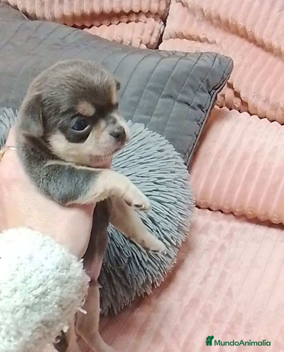 Chihuahua perros en venta: Chihuahuas cabeza de manzana - Anuncio 9