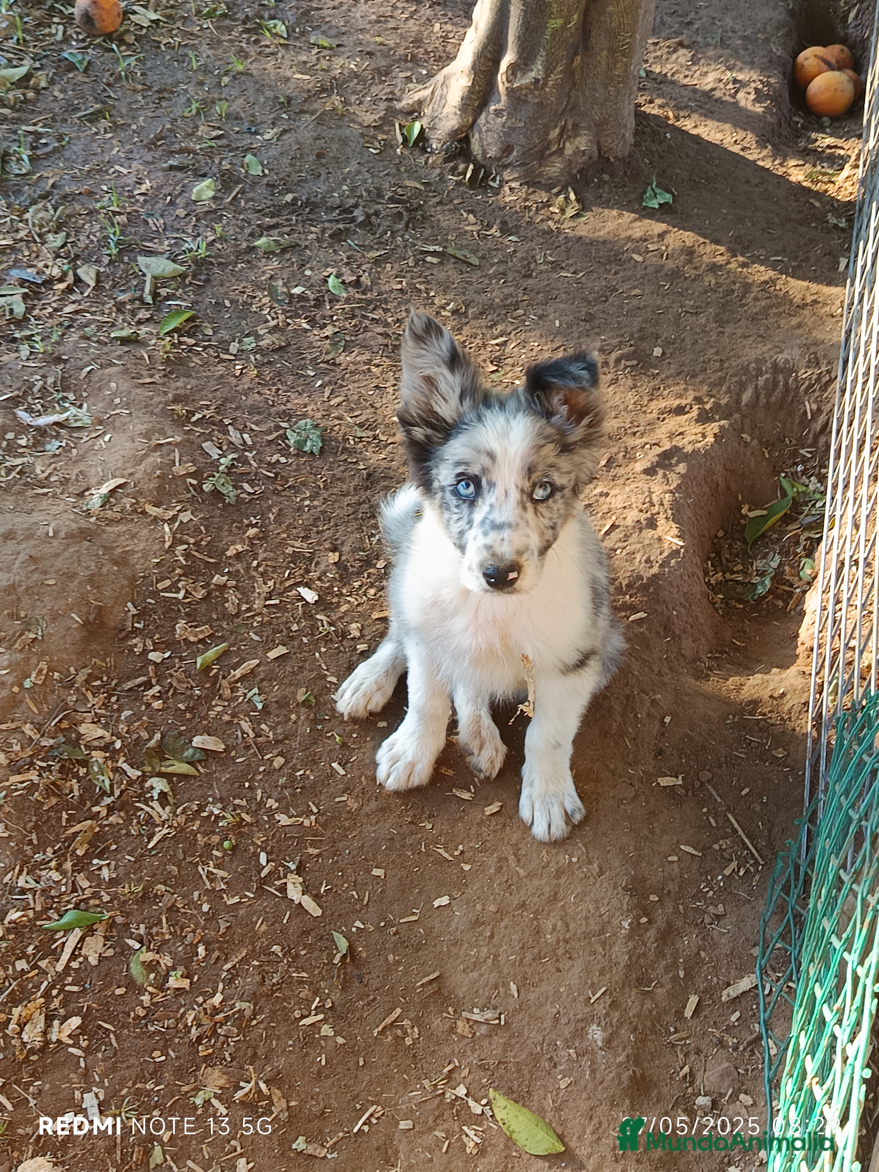 Border Collie perros Border Collie  - Anuncio 24
