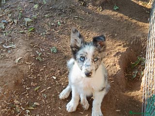 Border Collie perros Border Collie - Anuncio 22