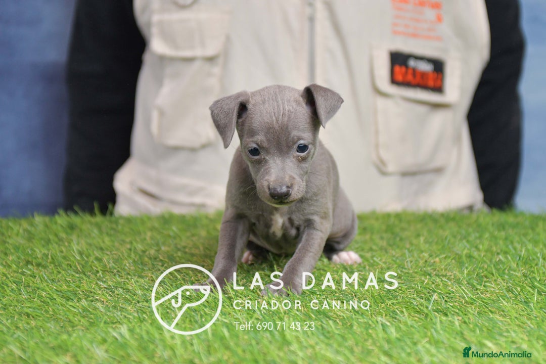 Pequeño Lebrel Italiano perros en venta: Piccolo lebrel italiano - Anuncio 7