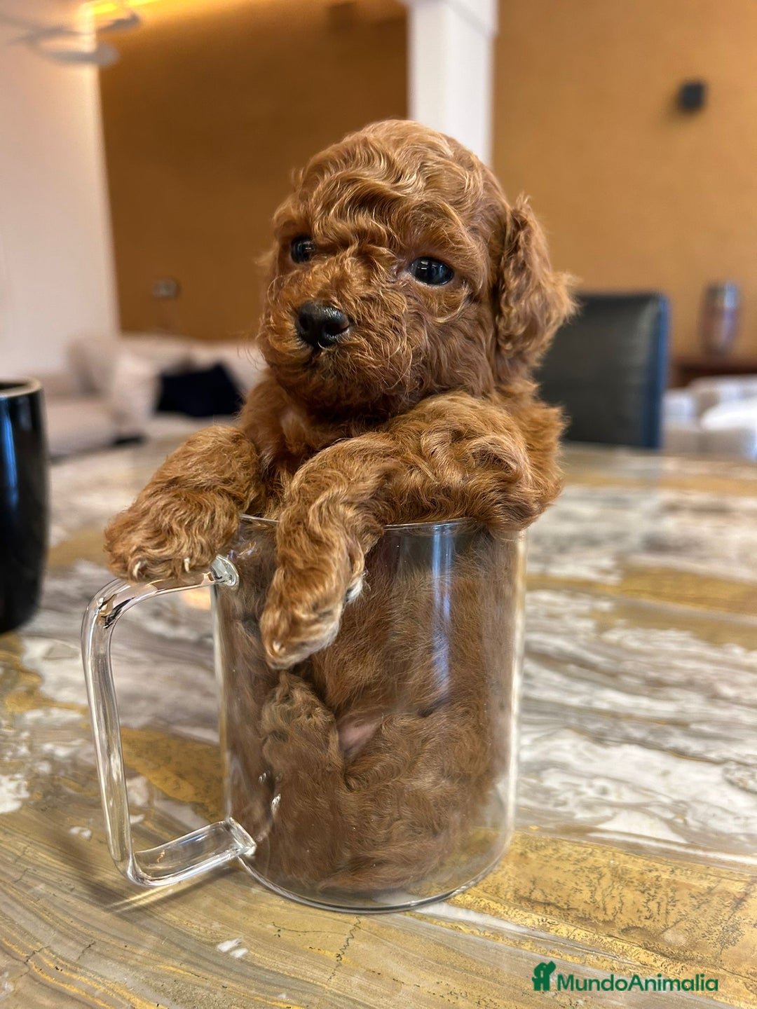 Caniche Toy perros en venta: Caniche Toy 🧸 - Anuncio 6