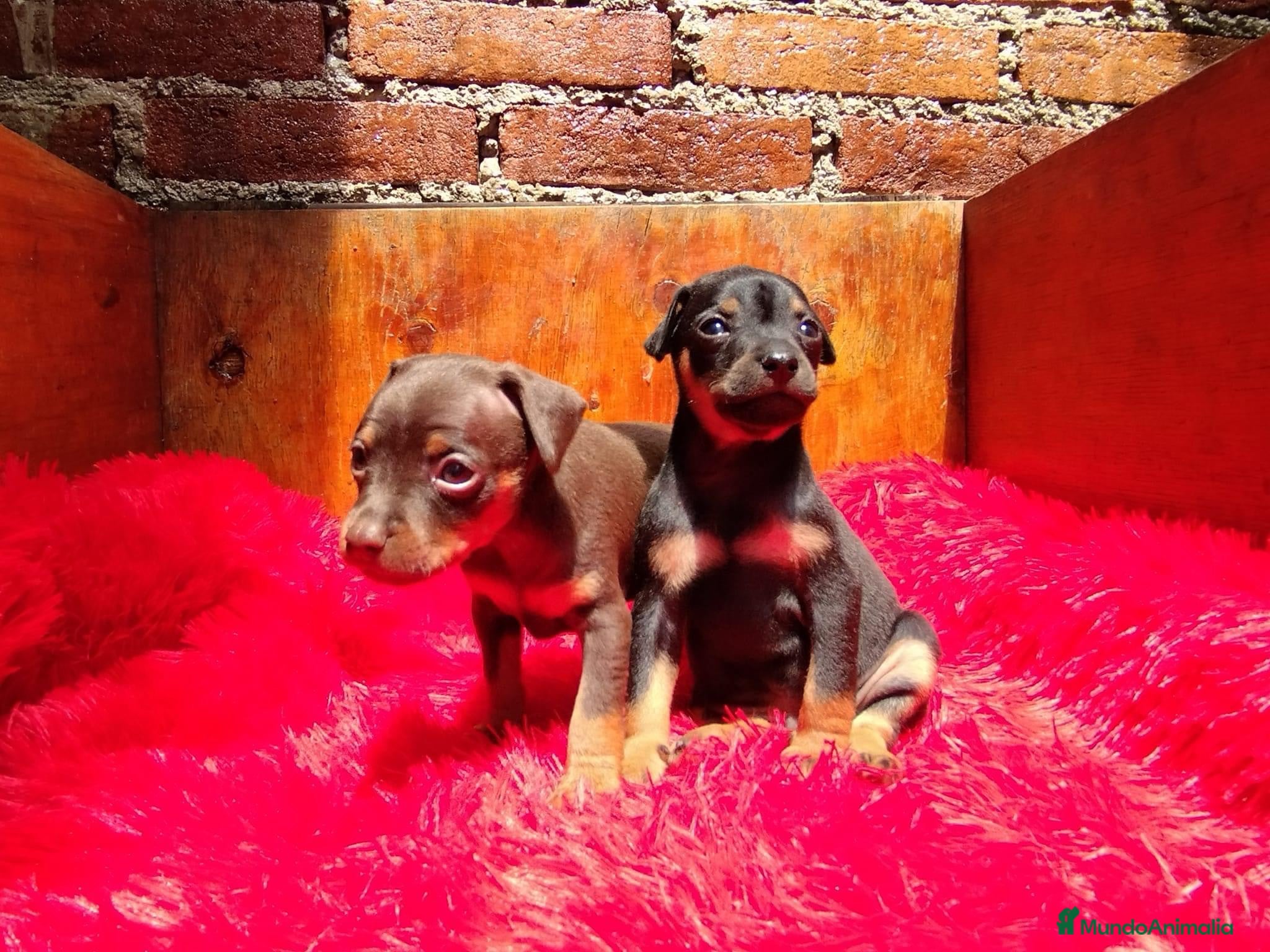 Pinscher Miniatura perros PINCHER MINI - ENVIO A DOMICILIO  - Anuncio 1
