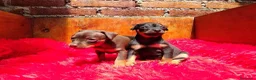 Pinscher Miniatura perros en venta: PINCHER MINI - ENVIO A DOMICILIO  - Anuncio 1