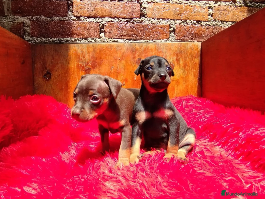 Pinscher Miniatura perros en venta: PINCHER MINI - ENVIO A DOMICILIO  - Anuncio 1