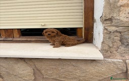 Caniche Toy perros en venta: Caniche toy - Imagen 4