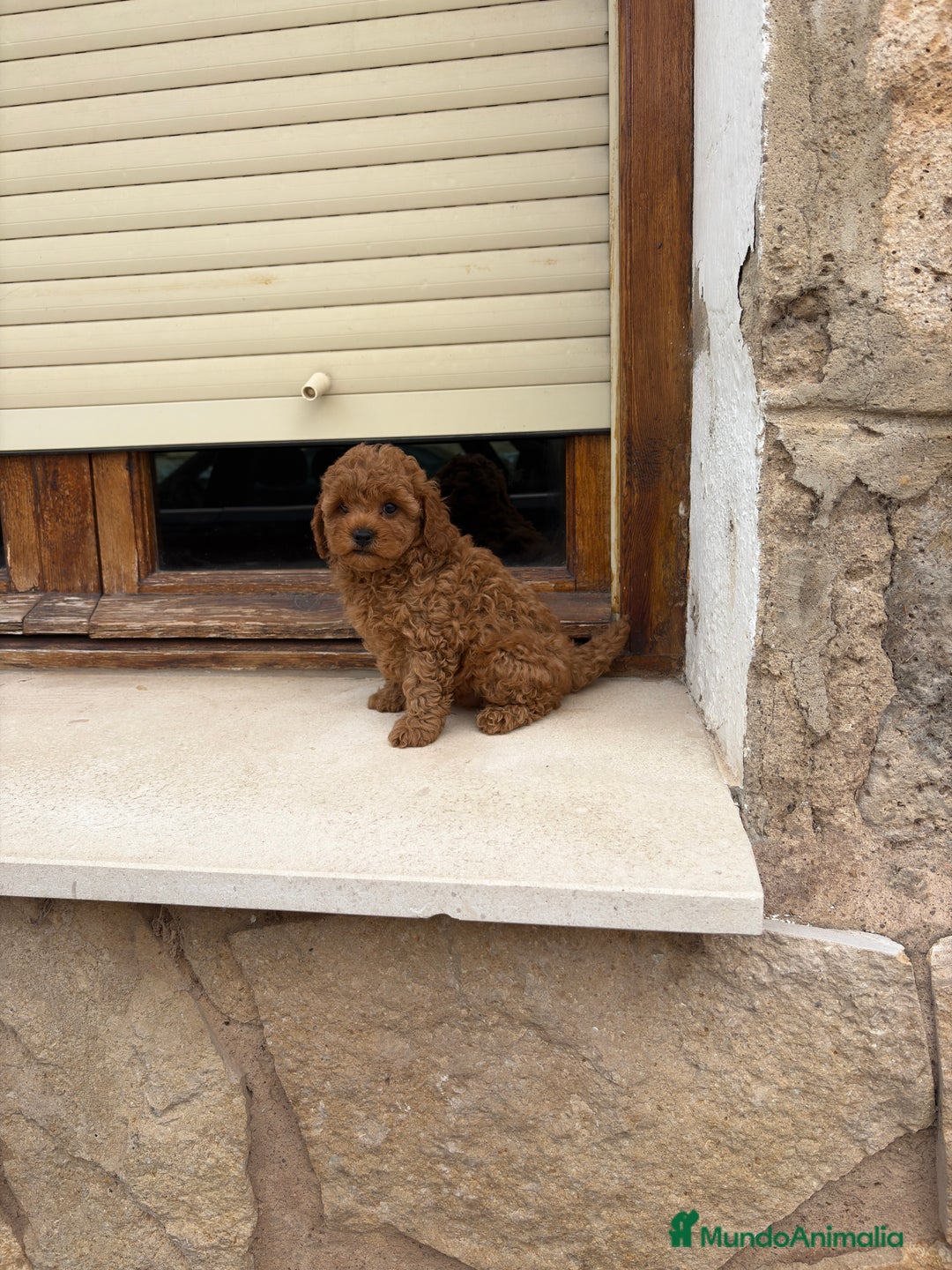 Caniche Toy perros en venta: Caniche toy - Imagen 4