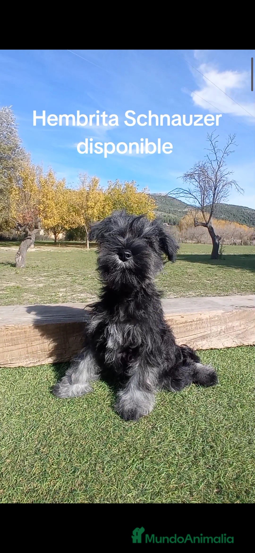 Schnauzer Miniatura perros en venta: Schnauzer mini sal y pimienta  - Imagen 3
