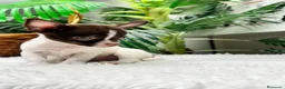 Chihuahua perros en venta: 🐾 CHIHUAHUA MACHO BICOLOR CHOCOLATE Y BLANCO 🐾 - Anuncio 8