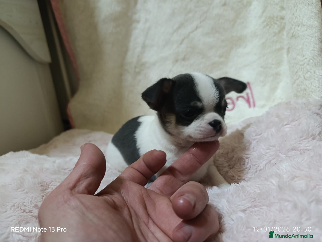 Chihuahua perros en venta: Chihuhuas toy  - Anuncio 2