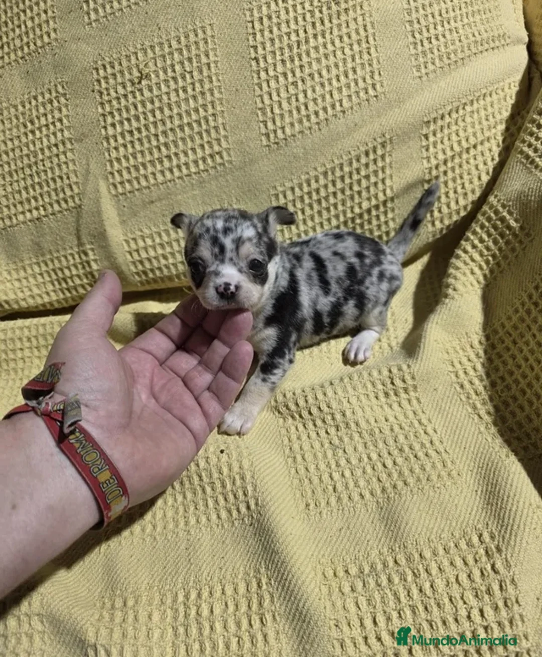 Chihuahua perros en venta: Chihuahua macho toy merle🐾🩵 - Anuncio 3