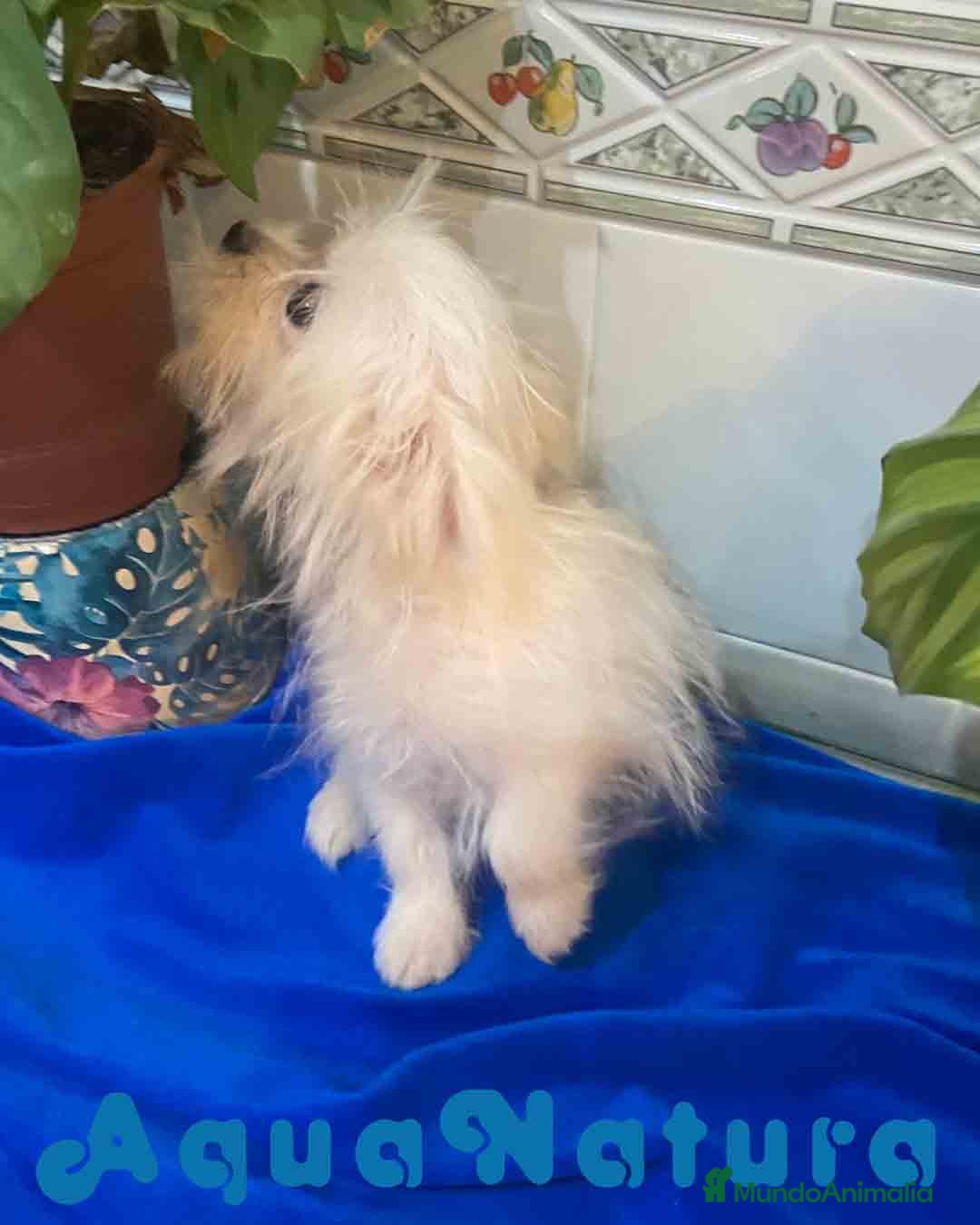 Raza Mixta perros en venta: Havapom Macho de Kyi Junior 4562 AQUANATURA - Anuncio 3