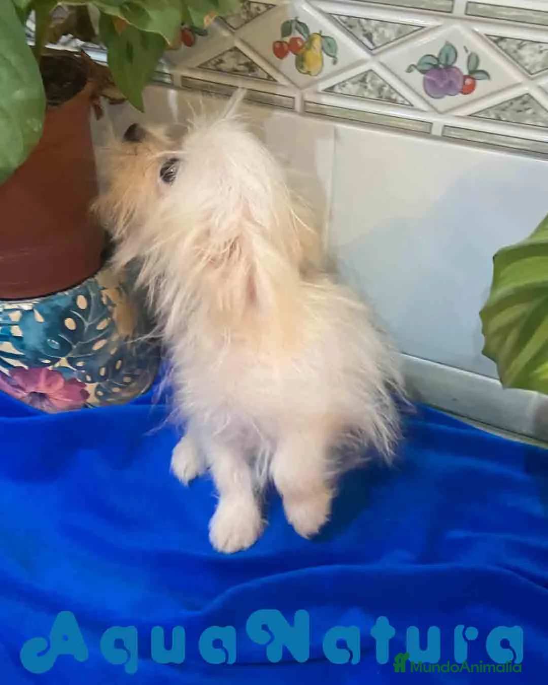 Raza Mixta perros en venta: Havapom Macho de Kyi Junior 4562 AQUANATURA - Anuncio 3