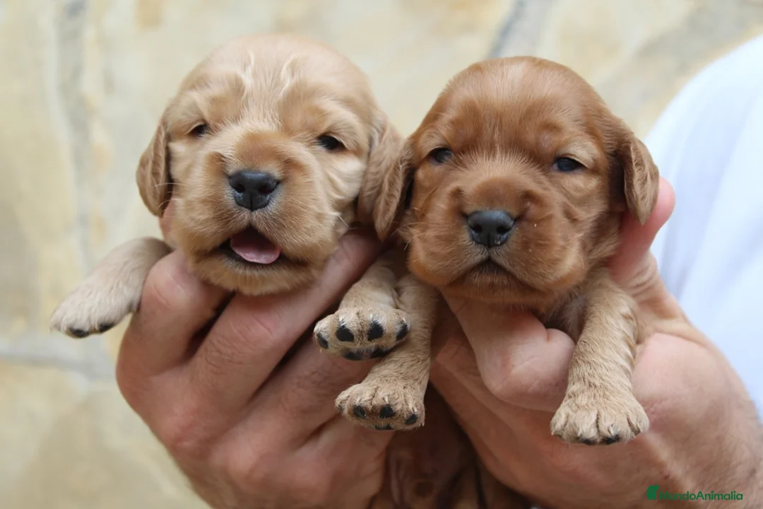Cocker Spaniel Inglés perros en venta: Cocker Spaniel ingles Dorados  - Anuncio 5