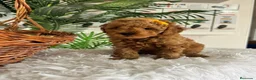 Caniche Toy perros en venta: CANCIHE ROJO - Anuncio 22