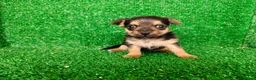 Yorkshire Terrier perros en venta: yorkshire terrier - Anuncio 11