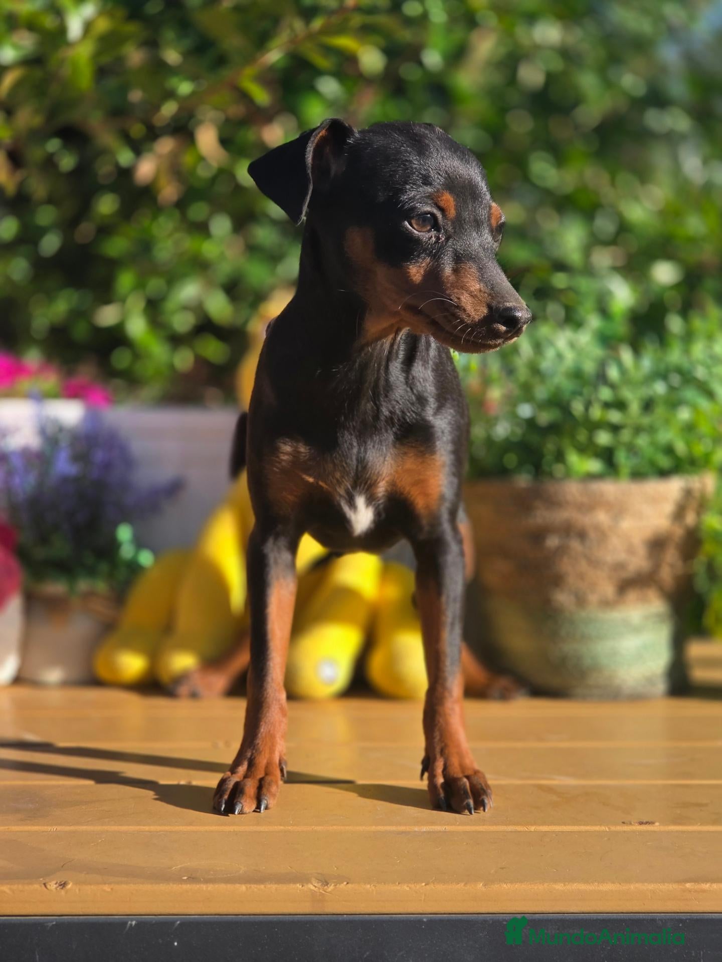 Pinscher Miniatura perros Mini pincher - Anuncio 25