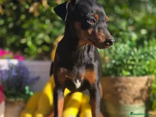 Pinscher Miniatura perros Mini pincher - Anuncio 25