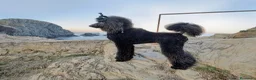 Caniche Gigante perros en venta: Caniche Gigante  - Anuncio 4