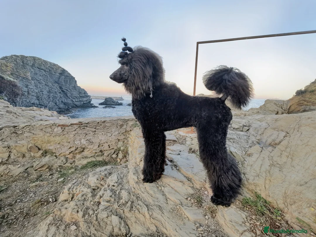 Caniche Gigante perros en venta: Caniche Gigante  - Anuncio 4