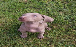 Weimaraner perros en venta: Cachorros braco de weimar - Imagen 2