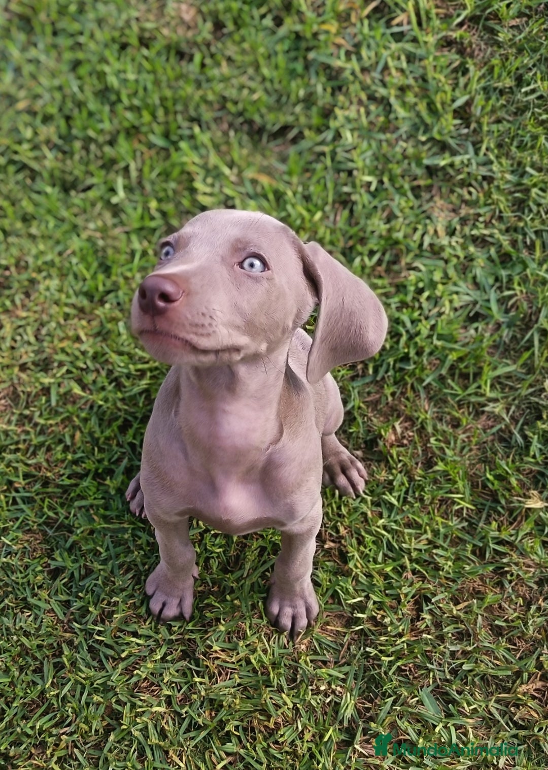 Weimaraner perros en venta: Cachorros braco de weimar - Imagen 2