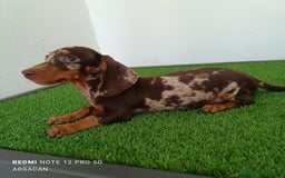 Teckel Miniatura perros en venta: Teckel macho arlequín chocolate  - Imagen 5