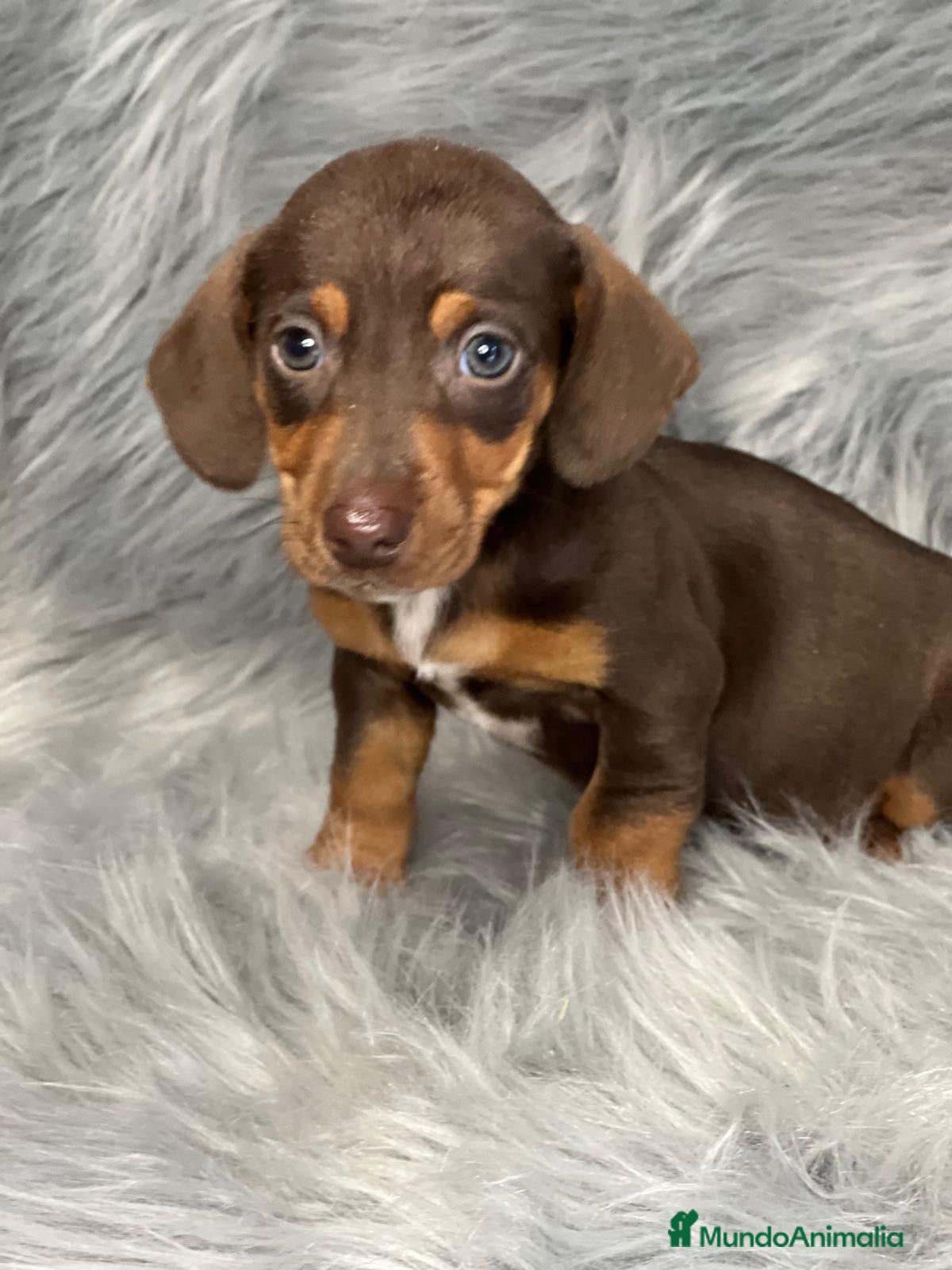 Teckel Miniatura perros Teckel chocolate  en Barcelona - Anuncio 2