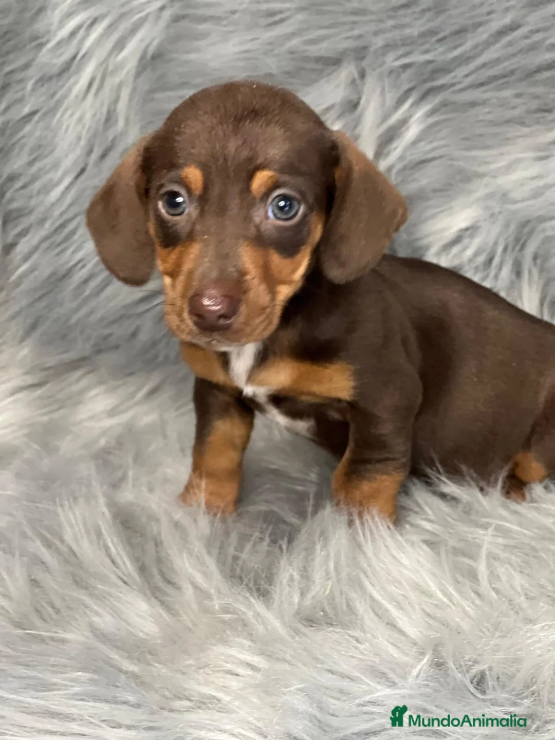 Teckel Miniatura perros en venta: Teckel chocolate  en Barcelona - Anuncio 2