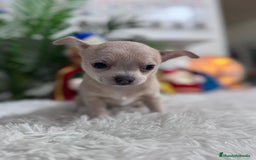 Chihuahua perros en venta: CHIHUAHUA HEMBRA - Anuncio 12