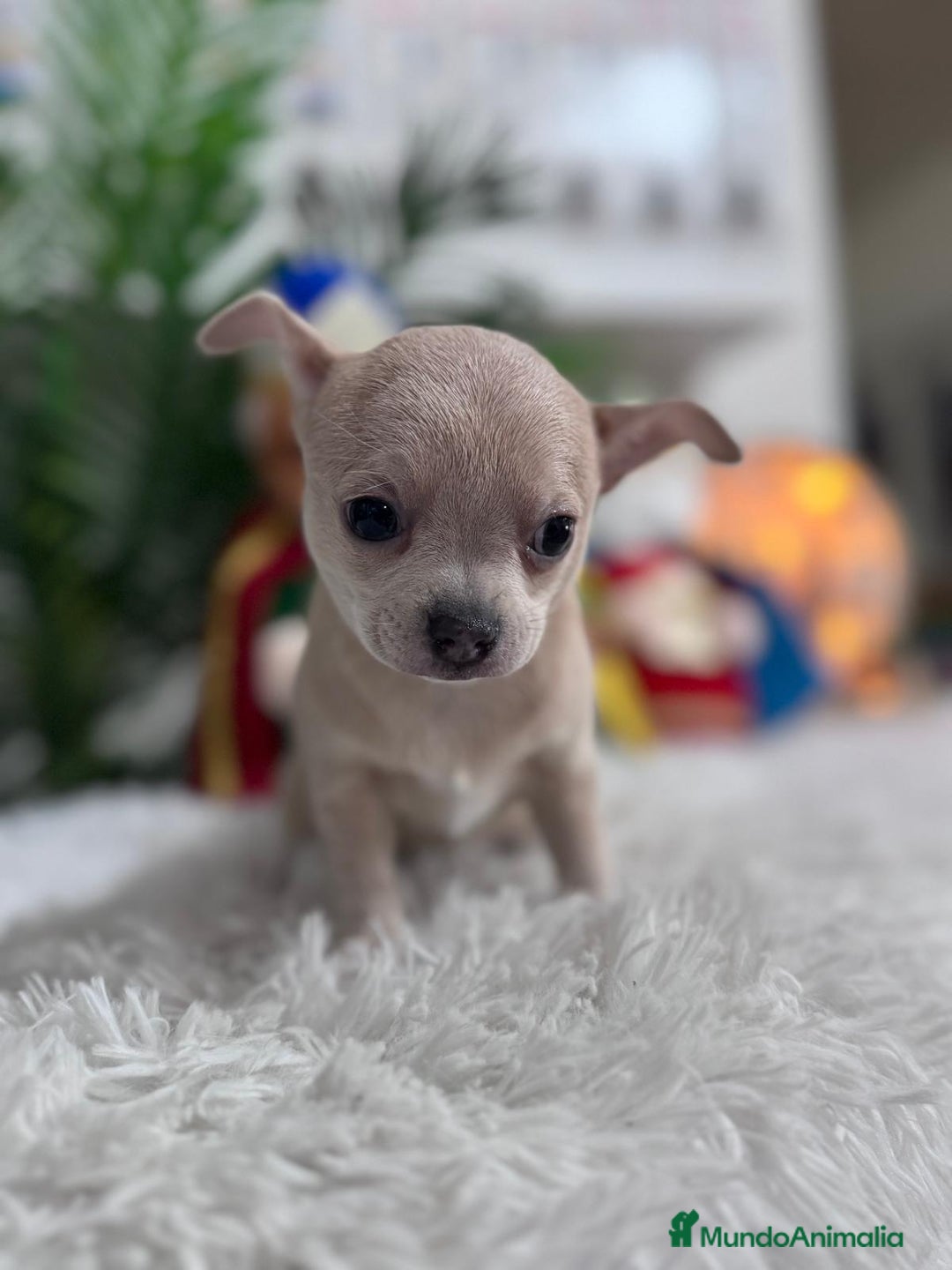 Chihuahua perros en venta: CHIHUAHUA HEMBRA - Anuncio 12