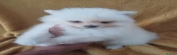 Pomerania perros en venta: Pomerania Mini  - Anuncio 2