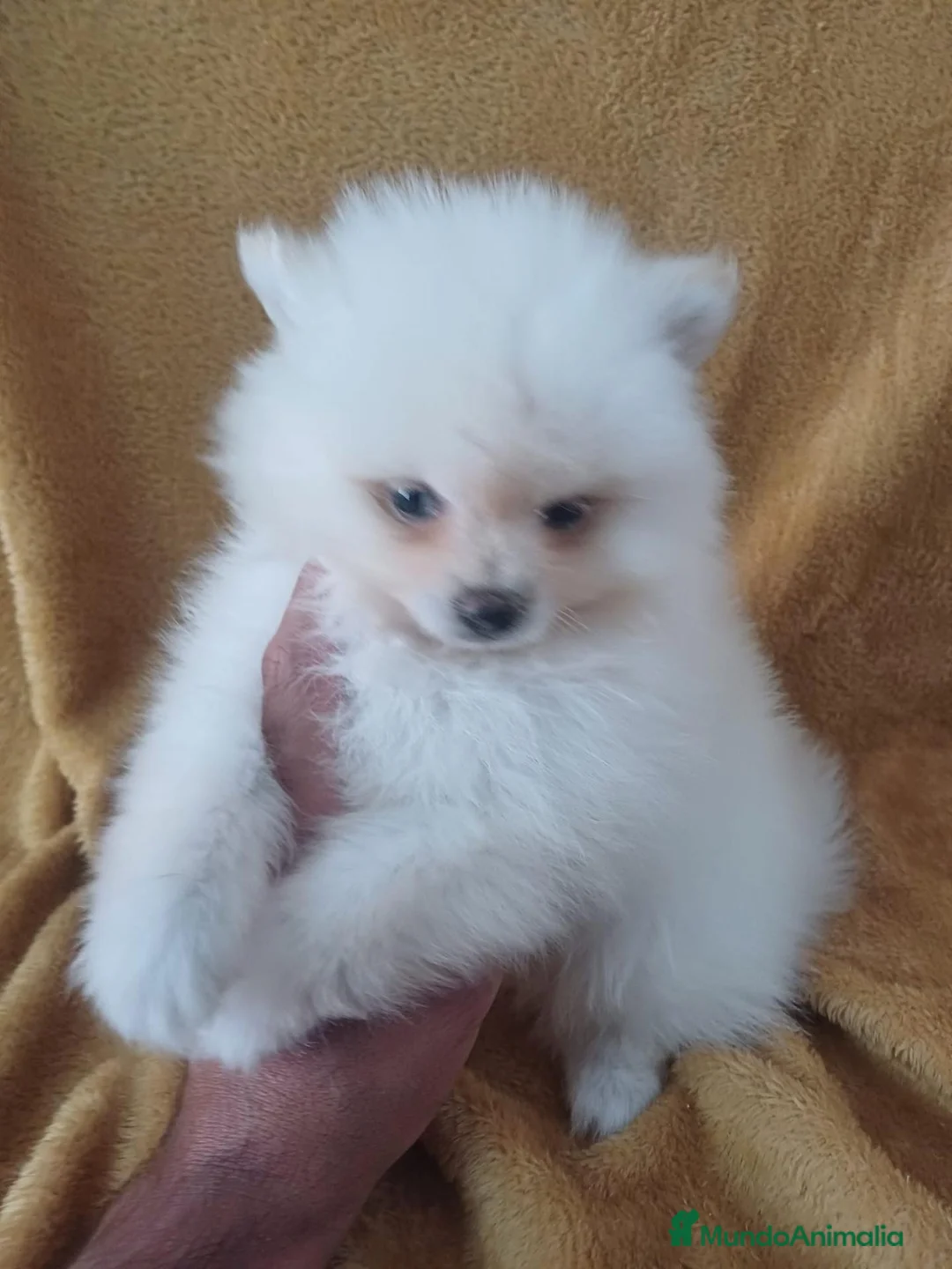 Pomerania perros en venta: Pomerania Mini  - Anuncio 2