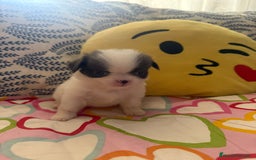 Chihuahua perros en venta: Chihuahua toy colores exóticos pelo largo y corto  - Imagen 3