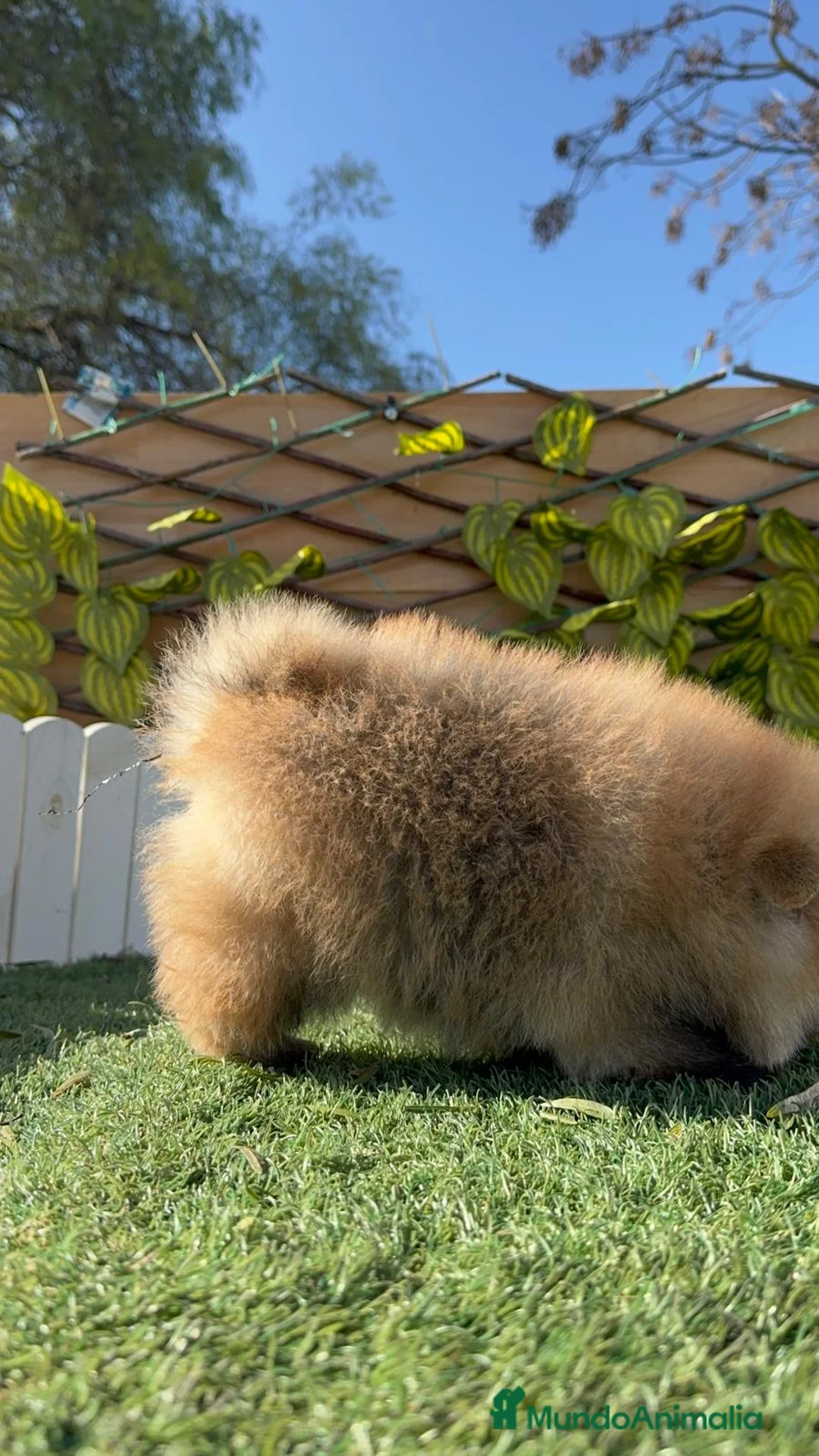 Pomerania perros en venta: POMERANIA MACHO - Anuncio 8