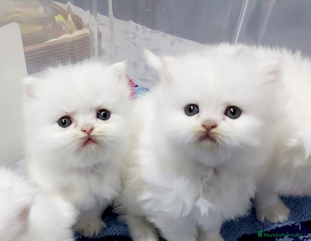 Persa gatos en venta: Cachorritos persas - Anuncio 1